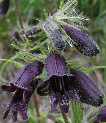 PENSTEMON whippleanus (1303)
